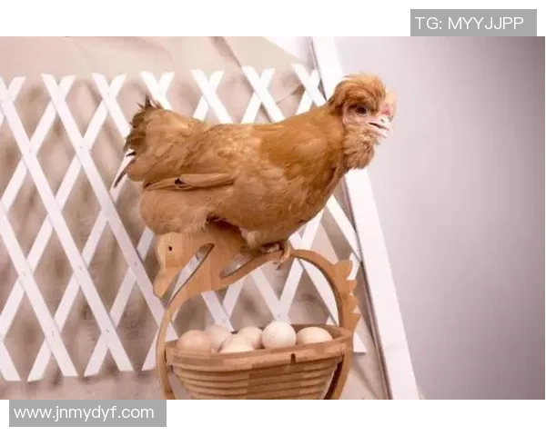 德国足球明星小鹿的成长历程与辉煌成就揭秘